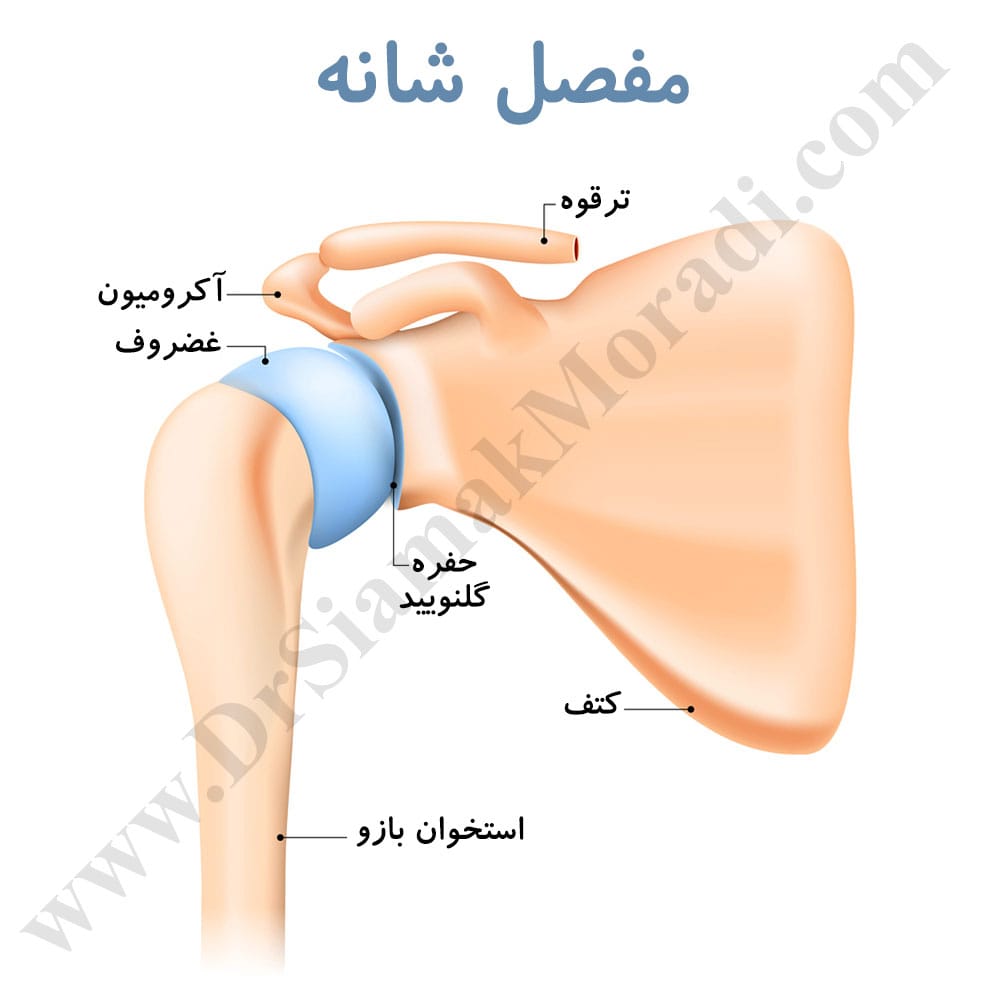 -شانه.jpg