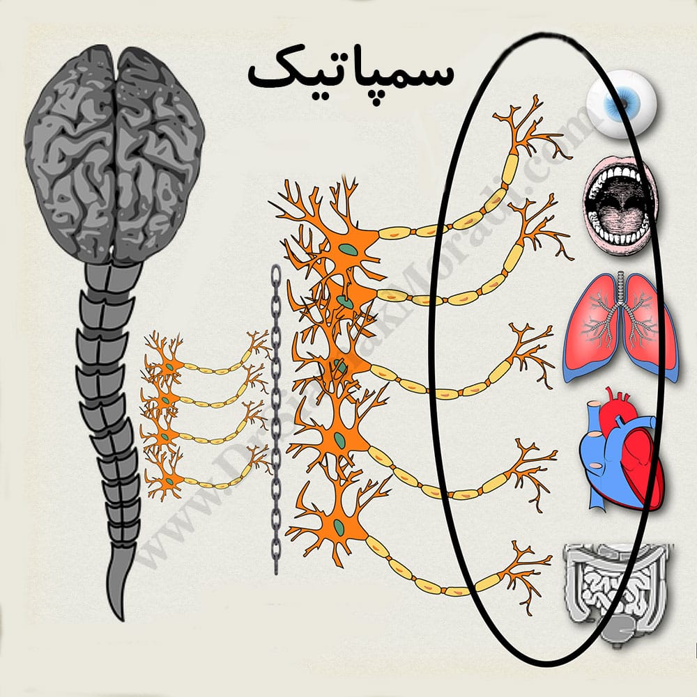 -سمپاتیک-کمری-2.jpg