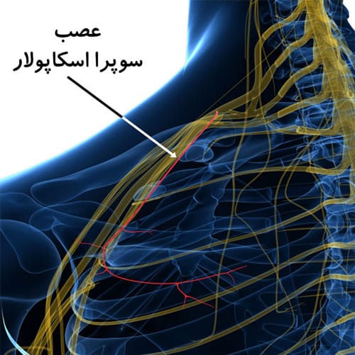 -عصب-سوپرا-اسکاپولار-1-1.jpg
