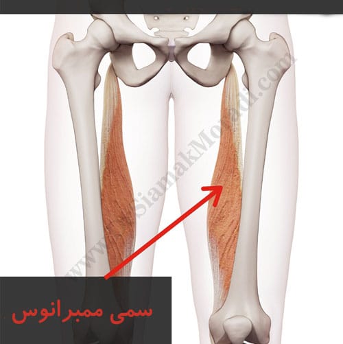 -ممبرانوس-1.jpg